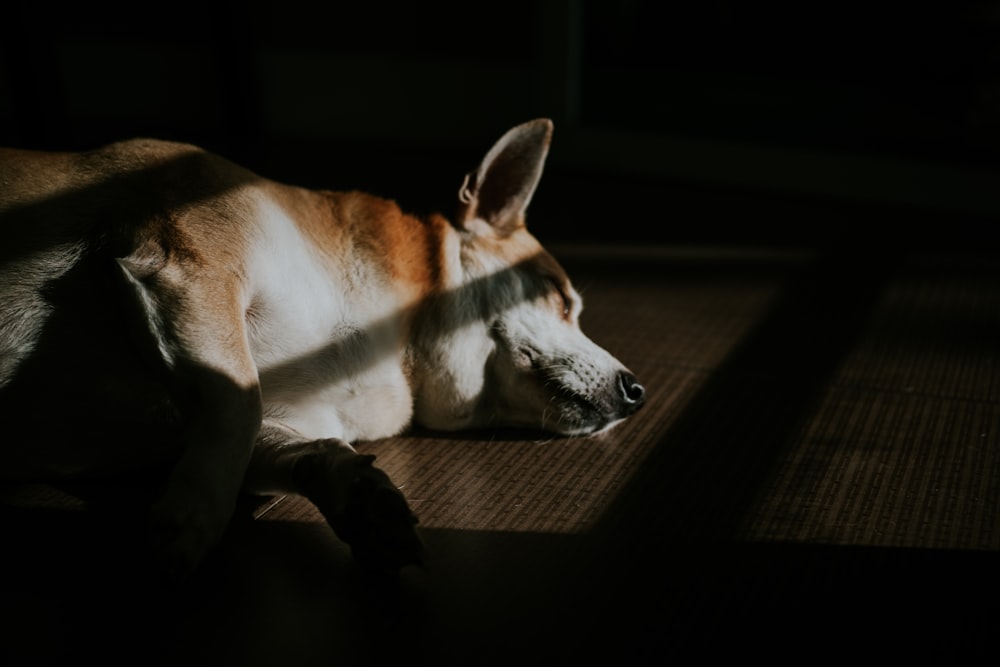 Cão marrom deitado no chão com raios solares
