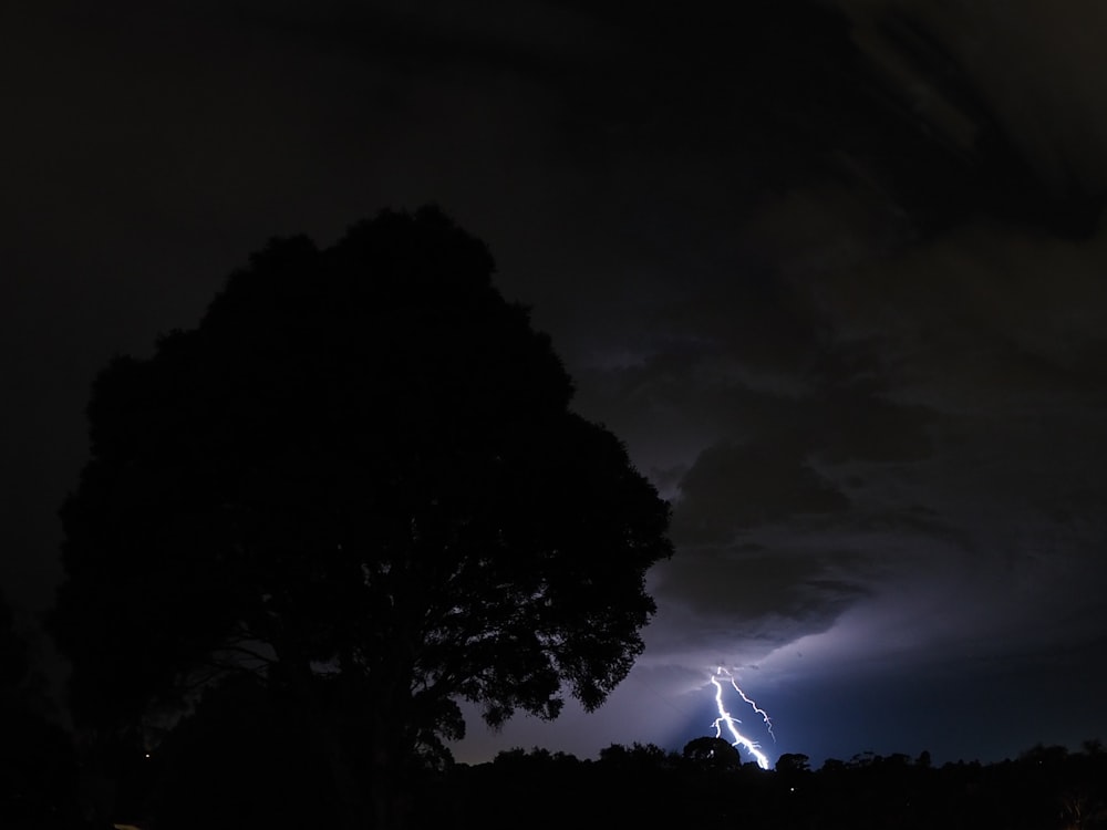 fotografia di sagome di albero davanti al fulmine