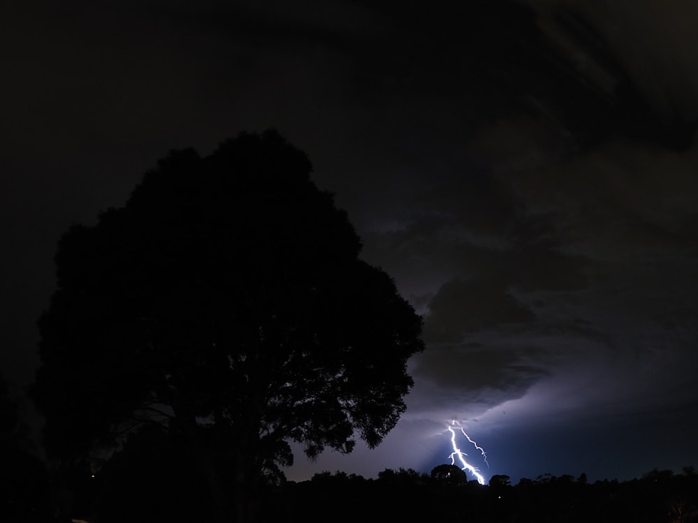 photography of silhouettes of tree in front of lightning bolt