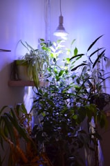A collection of lush indoor plants is arranged in the corner of a room. They are illuminated by a bright LED grow light hanging from above, casting a cool blue and white glow. The plants vary in size and leaf shape, with some leaves reaching towards the light.