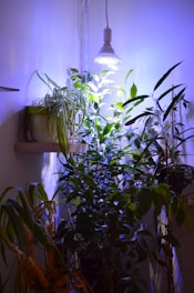 A sleek indoor hydroponic setup glowing softly with LED lights in a cozy apartment corner.