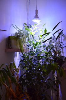 A collection of lush indoor plants is arranged in the corner of a room. They are illuminated by a bright LED grow light hanging from above, casting a cool blue and white glow. The plants vary in size and leaf shape, with some leaves reaching towards the light.