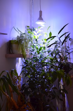 A collection of lush indoor plants is arranged in the corner of a room. They are illuminated by a bright LED grow light hanging from above, casting a cool blue and white glow. The plants vary in size and leaf shape, with some leaves reaching towards the light.