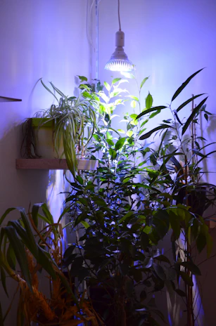 Healthy Blue Mango plants thriving under indoor grow lights with lush green leaves.