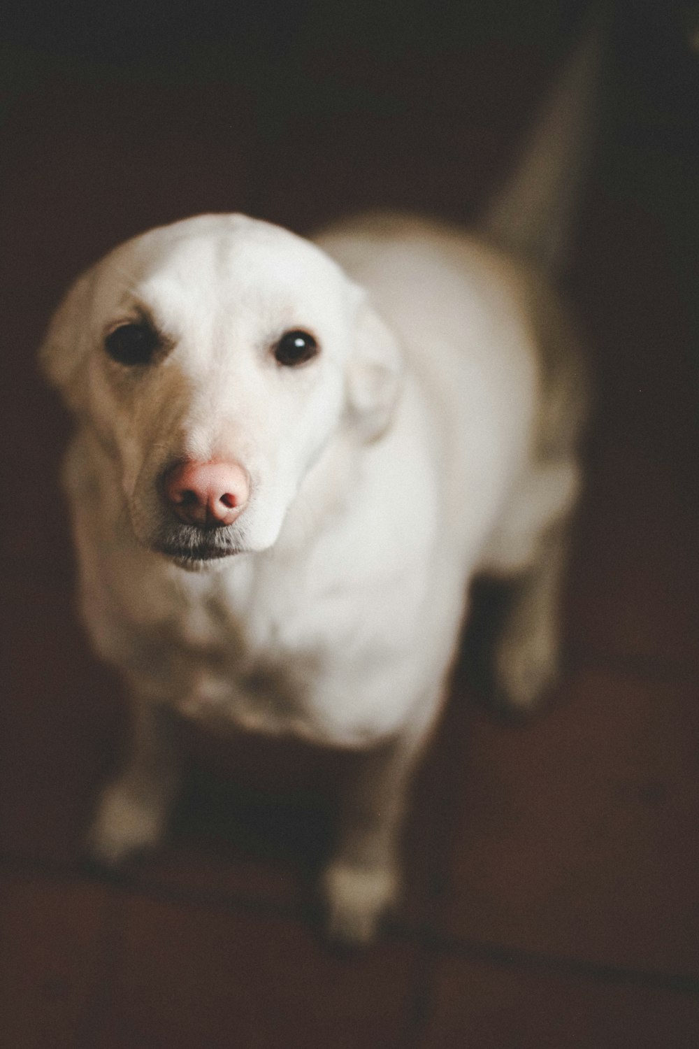 short-coated white dog