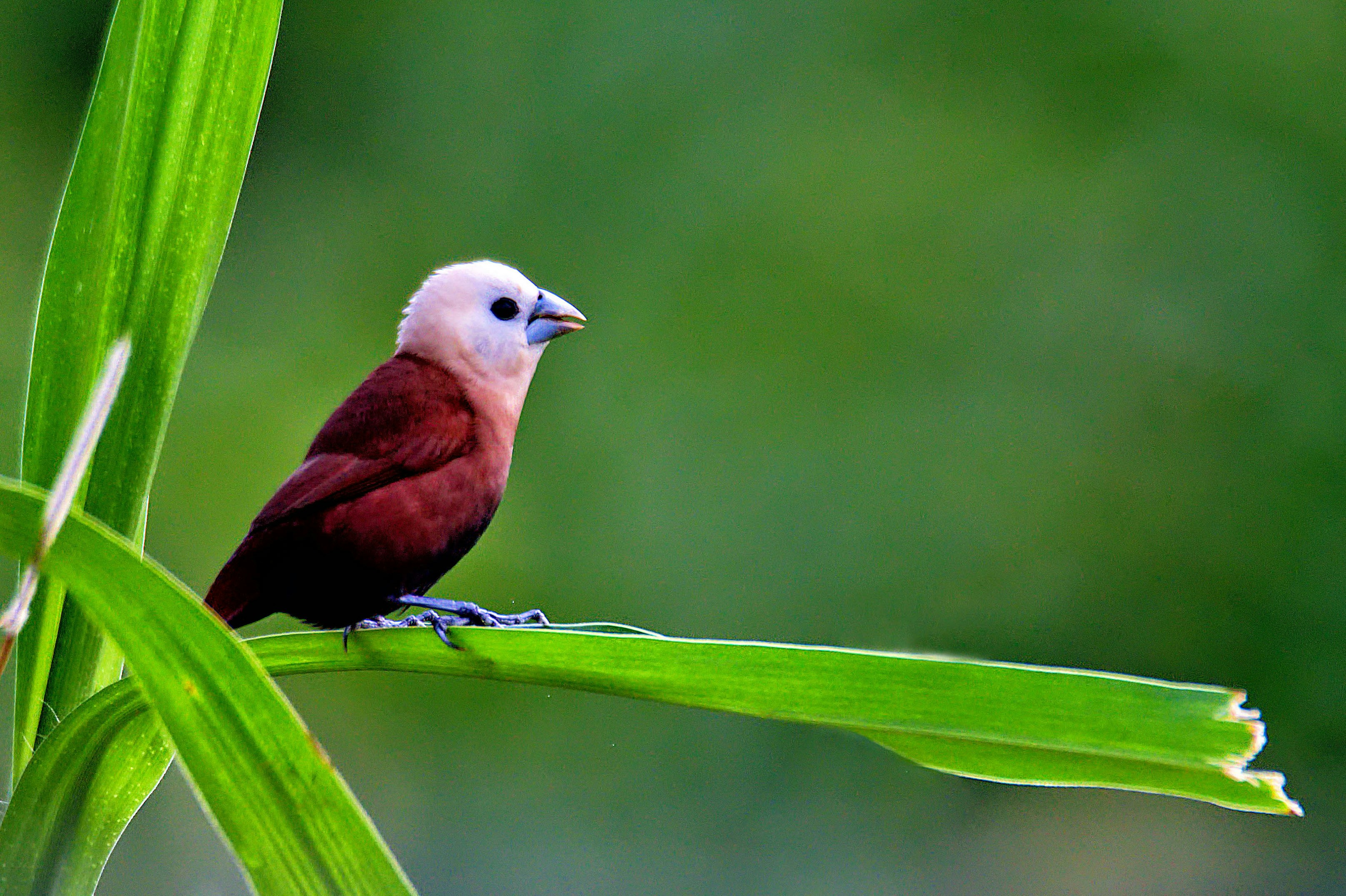 brown and white bird on green leaf