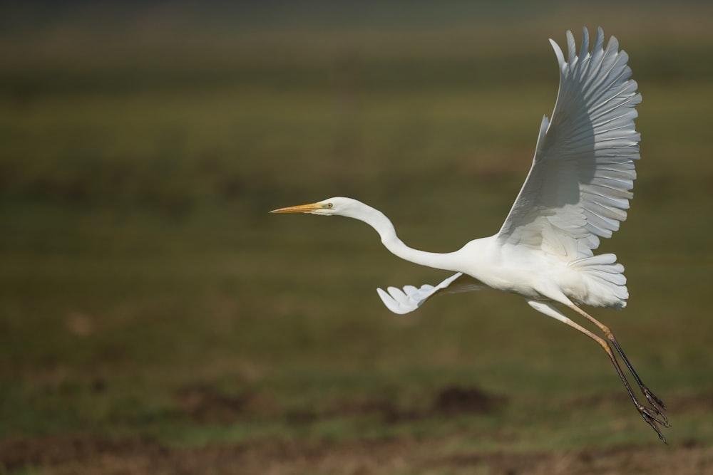 Photographie peu profonde d’un oiseau blanc