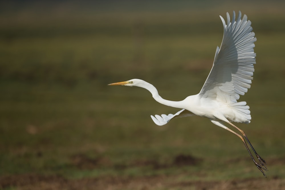 Flache Fotografie eines weißen Vogels