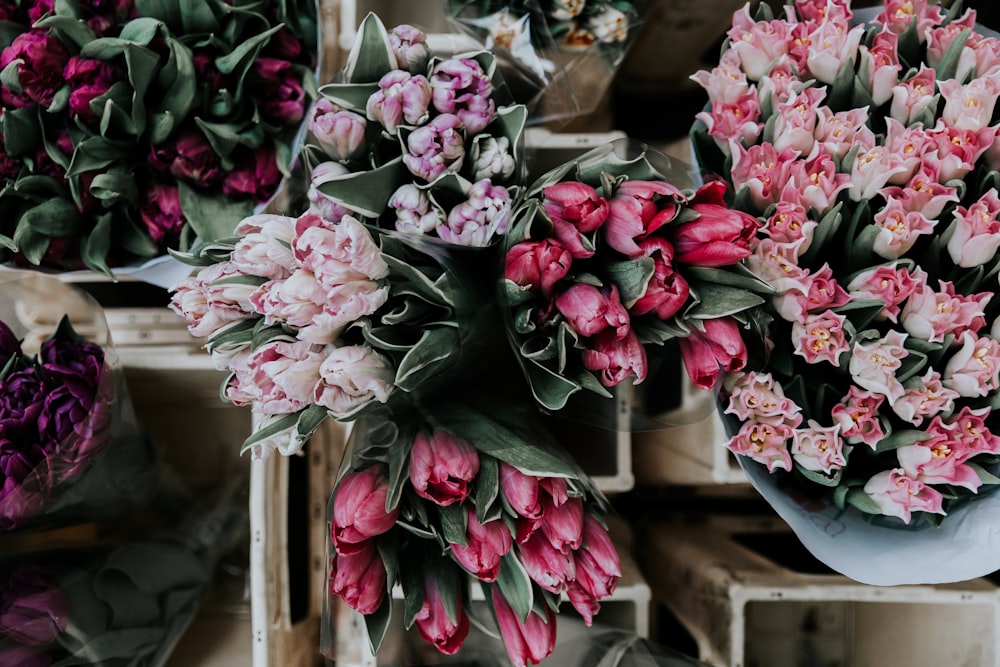 Tulipanes rosas y morados en exhibición