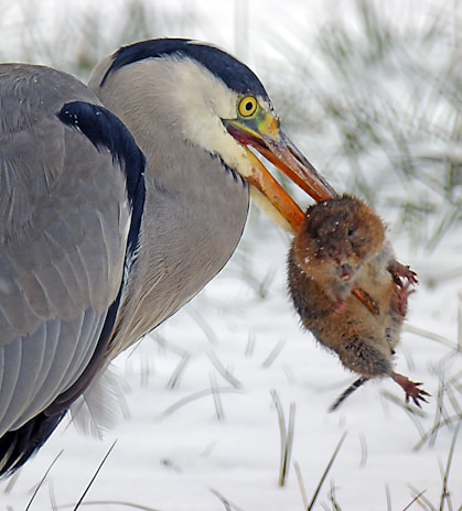 A heron holding a small rodent in its beak, standing on a snowy landscape with some grass peeking through the snow.