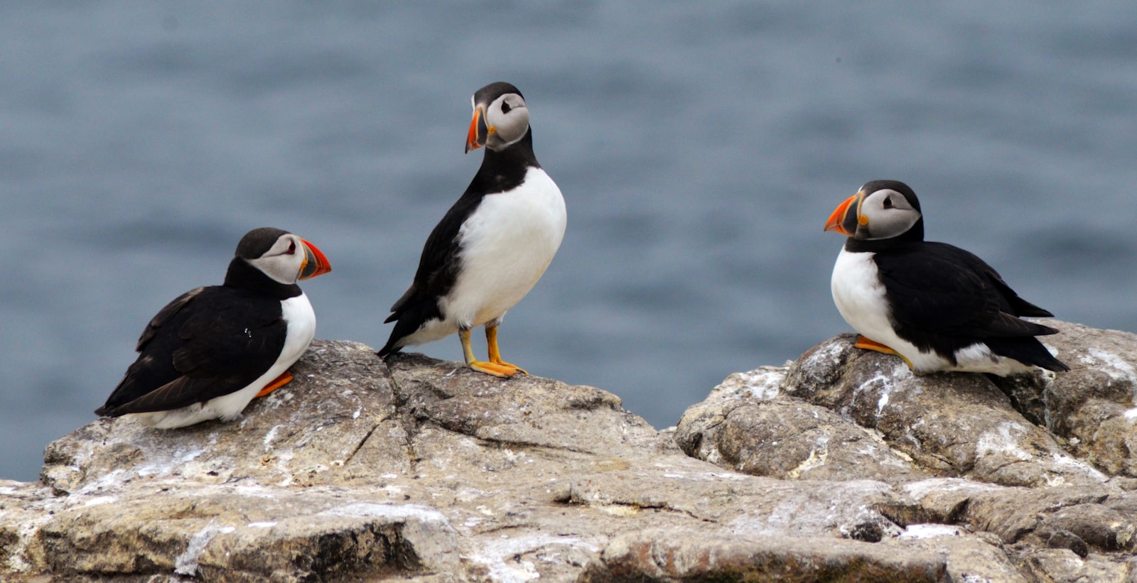 Nikon D5100 + Sigma 50-150mm F2.8 EX APO DC HSM II + 1.4x sample photo. Three white-and-black puffin birds photography