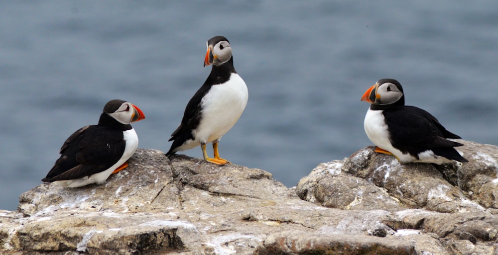 three white-and-black puffin birds on a rock
