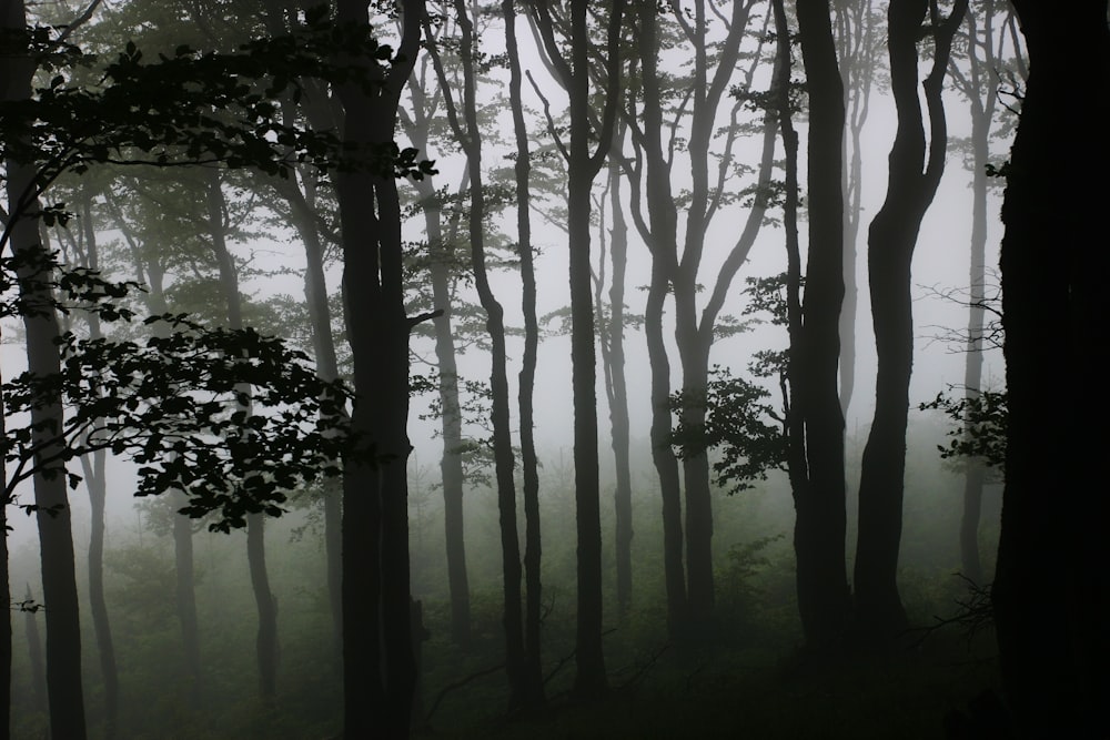 alberi a foglia verde durante il giorno