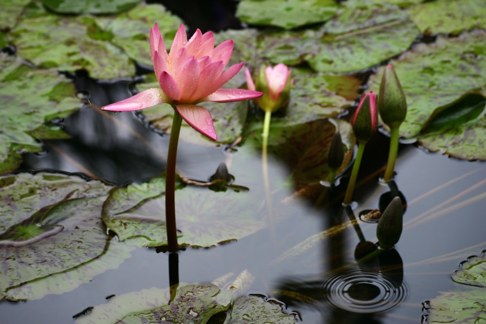 pink petaled flowers