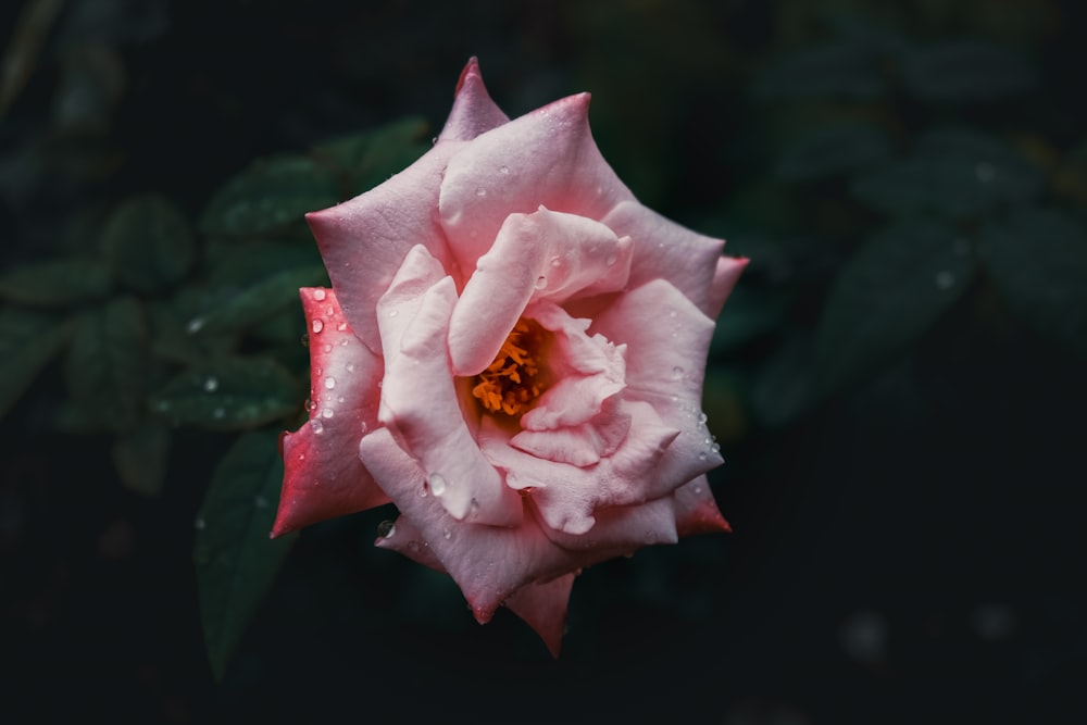 Photographie sélective de la fleur de rose rose