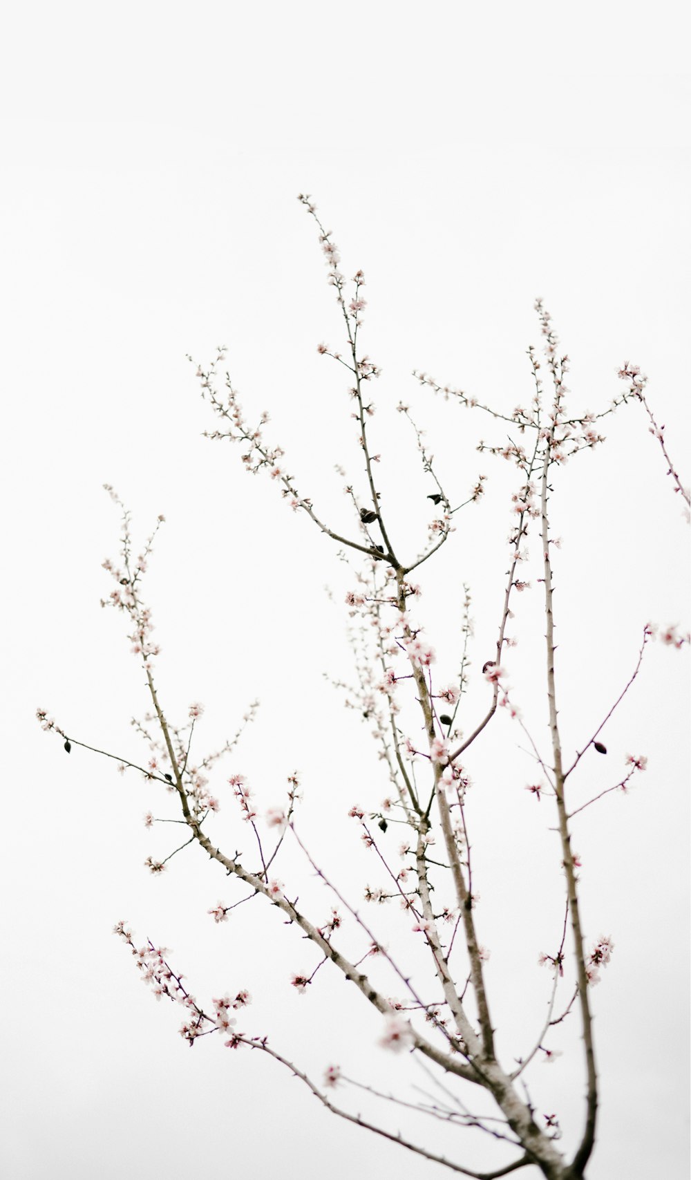 sakura tree under cloudy sky