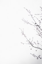 pink flowering tree isolated with white background