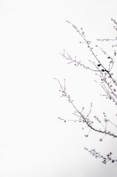 pink flowering tree isolated with white background