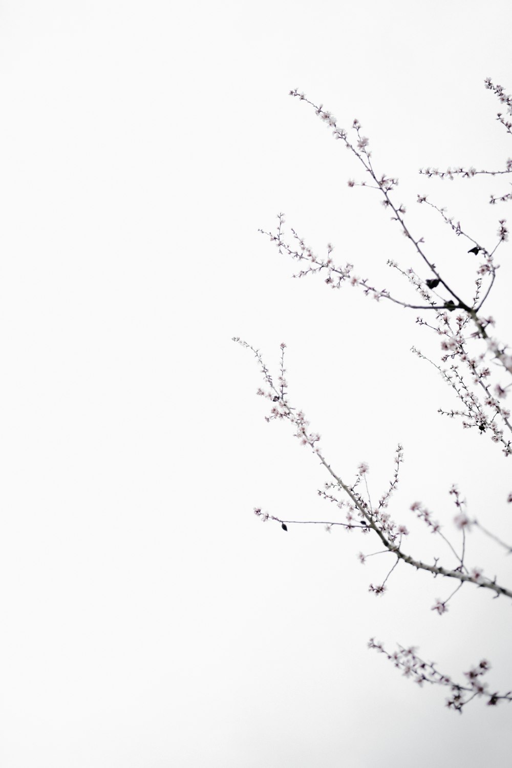 pink flowering tree isolated with white background