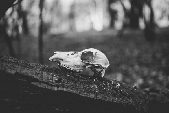 A black and white photograph featuring an animal skull resting on a fallen tree branch in a forest. The background is blurred, emphasizing the texture and details of the skull and the branch. The setting appears to be dimly lit, suggesting a somber and mysterious atmosphere.