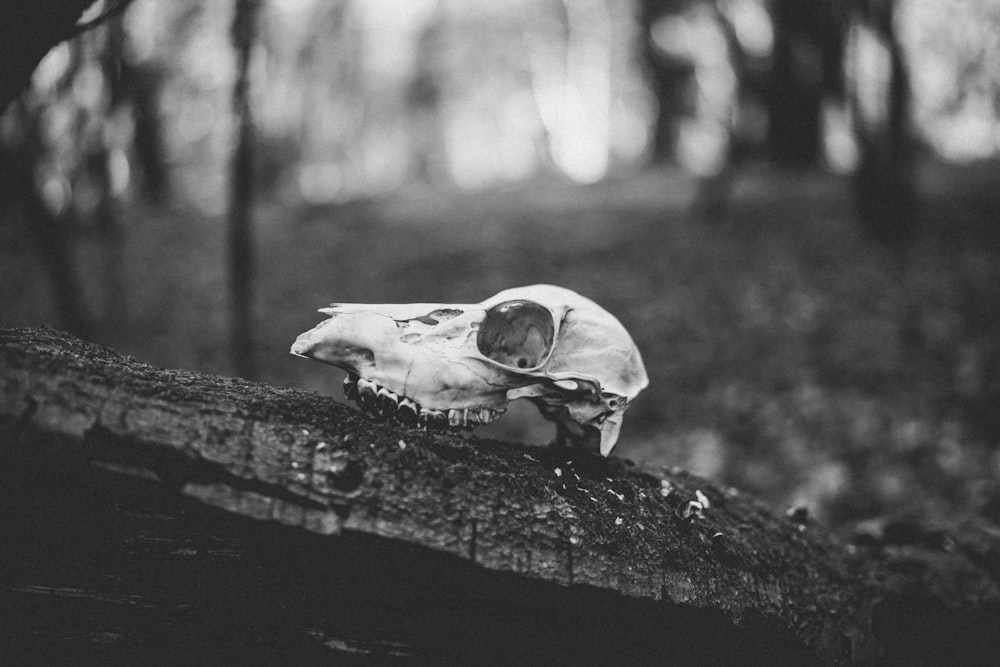 grayscale photo of animal skull