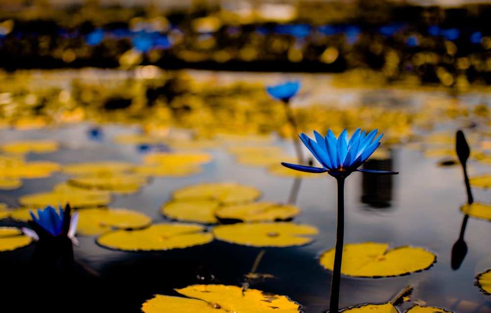 green lily pads with blue flowers in selective focus photography