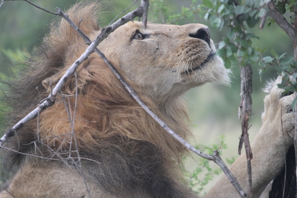 A majestic lion with a thick, luscious mane is gazing upwards, seemingly intrigued by something in the tree branches in front of it. The lion's fur is a rich blend of golden and brown hues, and the mane is full and dark. There are several branches and leaves surrounding the lion, set against a background of blurred greenery, indicating a natural habitat.
