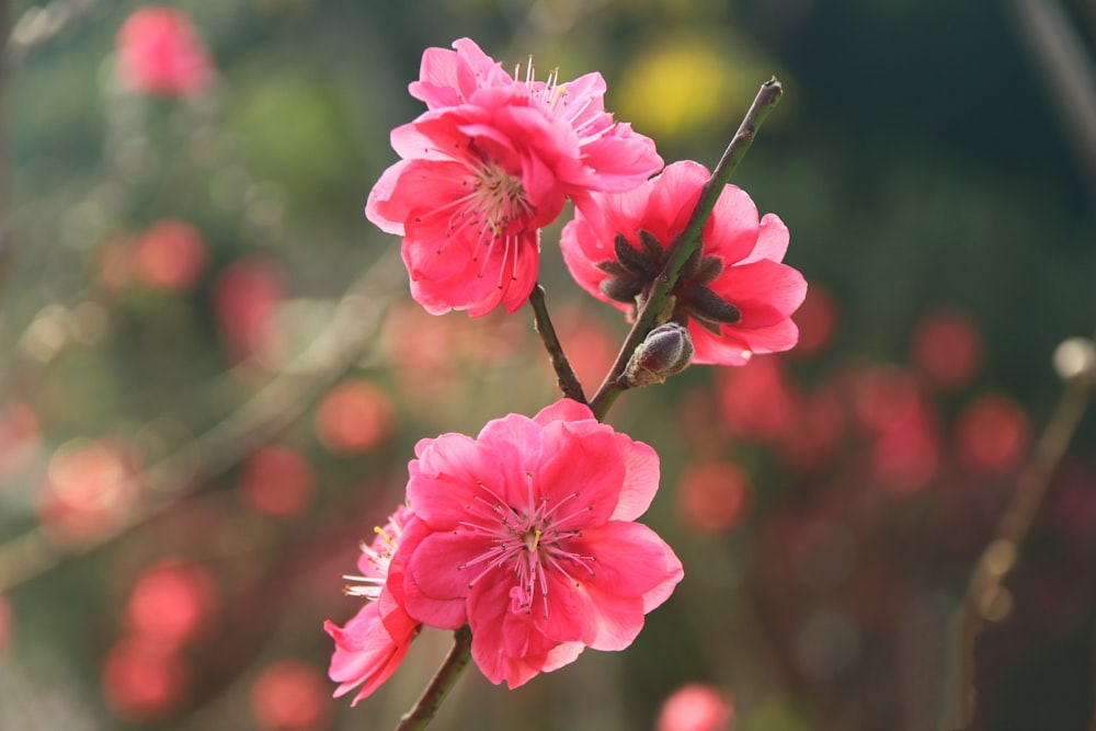 macro shot of pink flowering plant