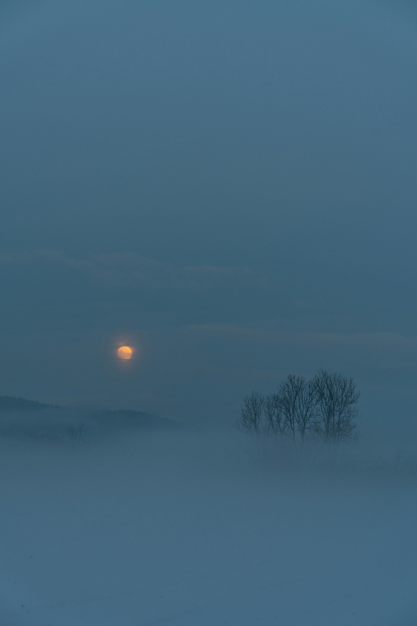 Sony a7R II + Sony FE 85mm F1.4 GM sample photo. Bare tree under orange photography