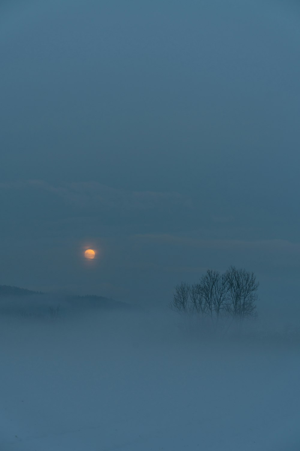 bare tree under orange sunset