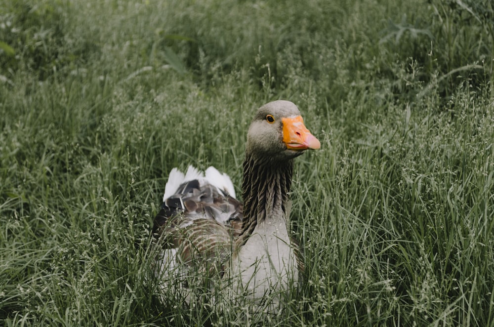 duck on green grass