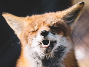 Fox's Big Adventure
