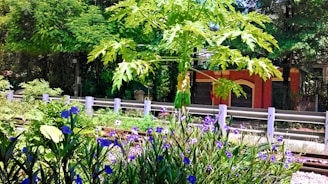 A lush garden scene with a central papaya tree bearing fruit, surrounded by vibrant purple flowers and dense green foliage. In the background, a red brick structure partially obscured by trees adds a touch of architecture to the natural setting.