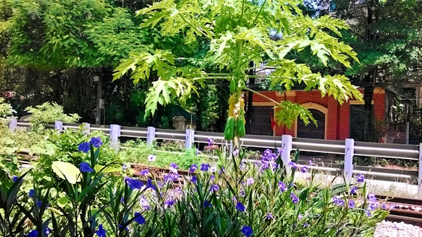 A lush garden scene with a central papaya tree bearing fruit, surrounded by vibrant purple flowers and dense green foliage. In the background, a red brick structure partially obscured by trees adds a touch of architecture to the natural setting.