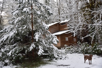 A wooden house is surrounded by snow-covered trees in a forest setting. The ground is blanketed with snow, and a brown dog stands in the foreground, adding a sense of life and warmth to the chilly scene.