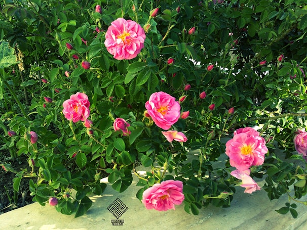 A lush rose bush with pink blossoms surrounded by native Australian plants