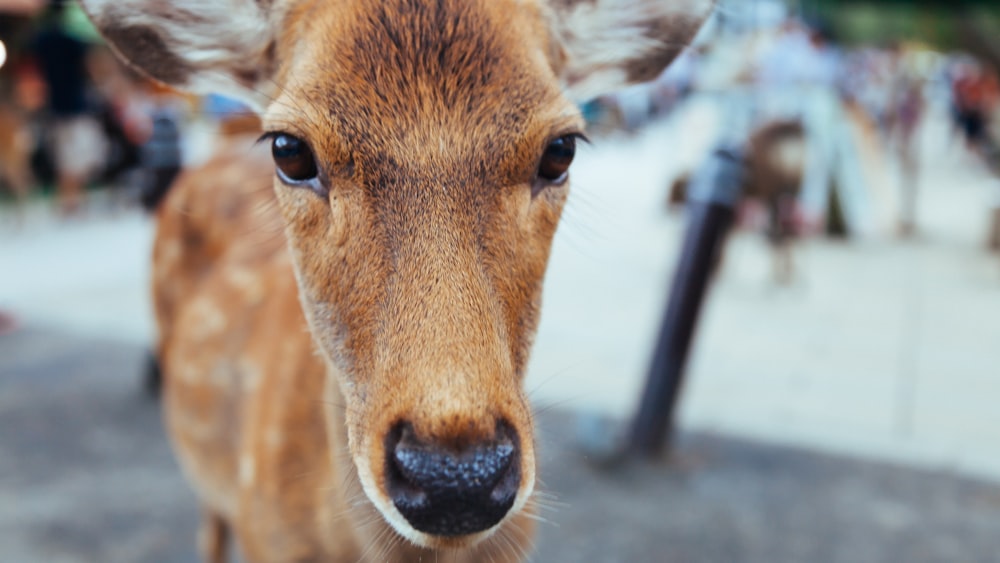close up photo of deer face