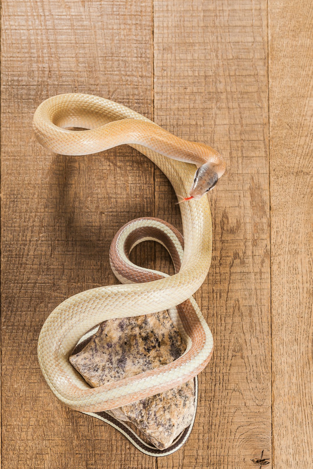 The beauty rat snake (Orthriophis taeniurus) is a species of snake that originally comes from South East Asia. I did photograph this snake during an animal photo event in a belgian animal shop where it is for sale.
The snake was put on a wooden oak plank and shot from the top. The rock was put so the snake would be circling around it.