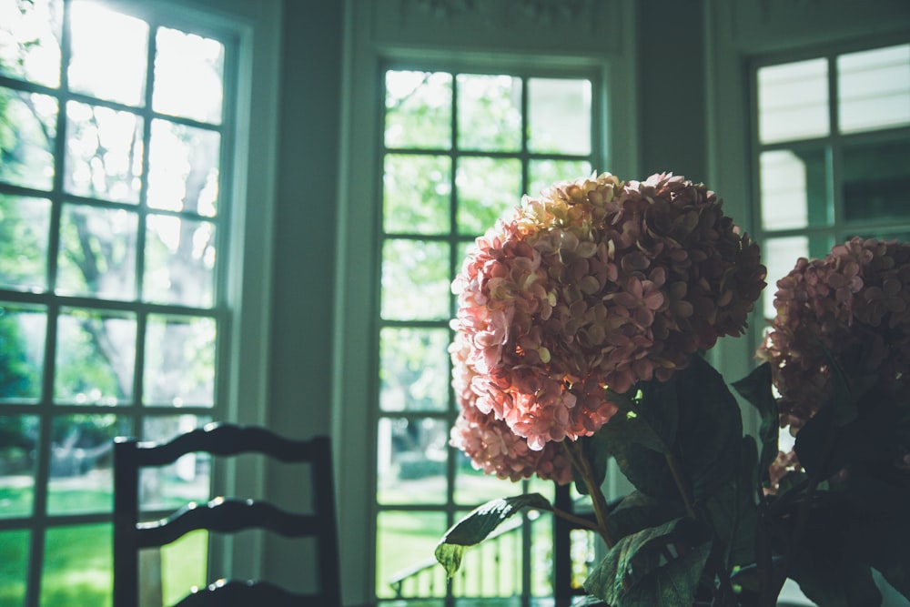 flowers near window