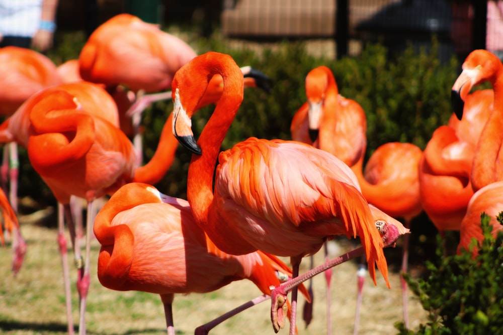 Fotografia de foco raso de flamingos laranjas