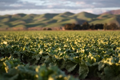 bed of green leafed plants leafy teams background