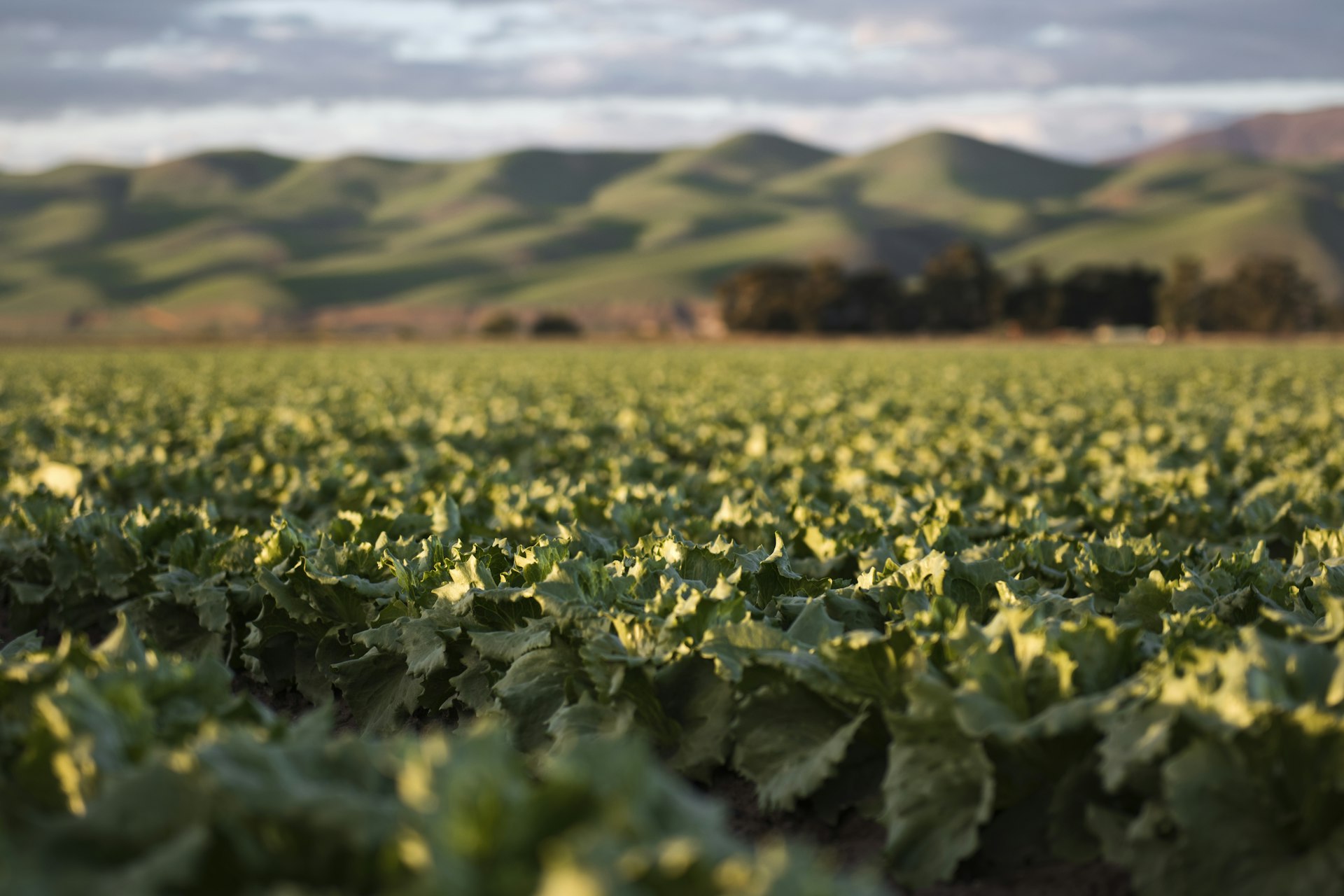 From Farm to Port