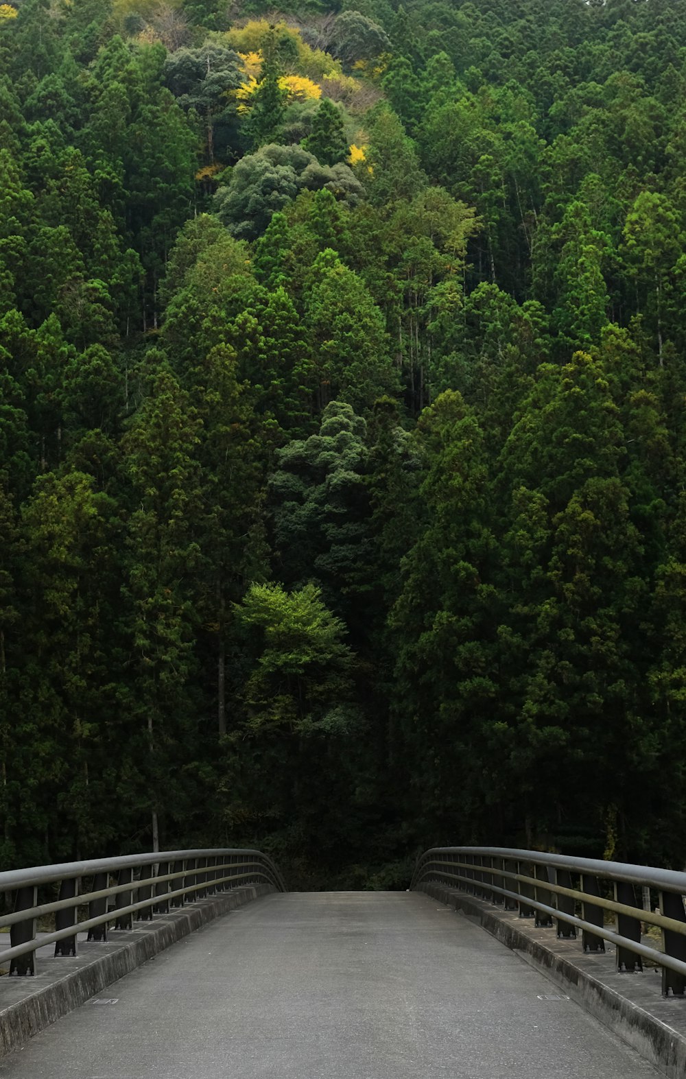 bridge in front of thick forest trees