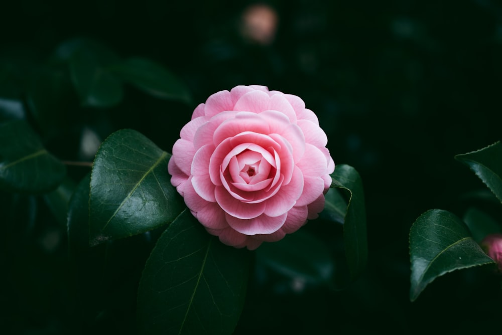 pink flower