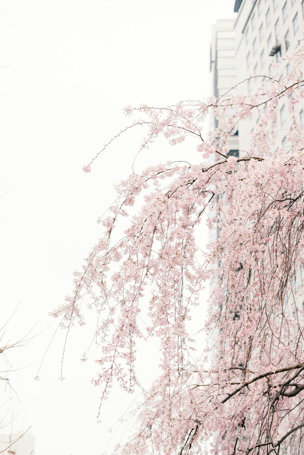 Cerisier en fleurs pendant la journée