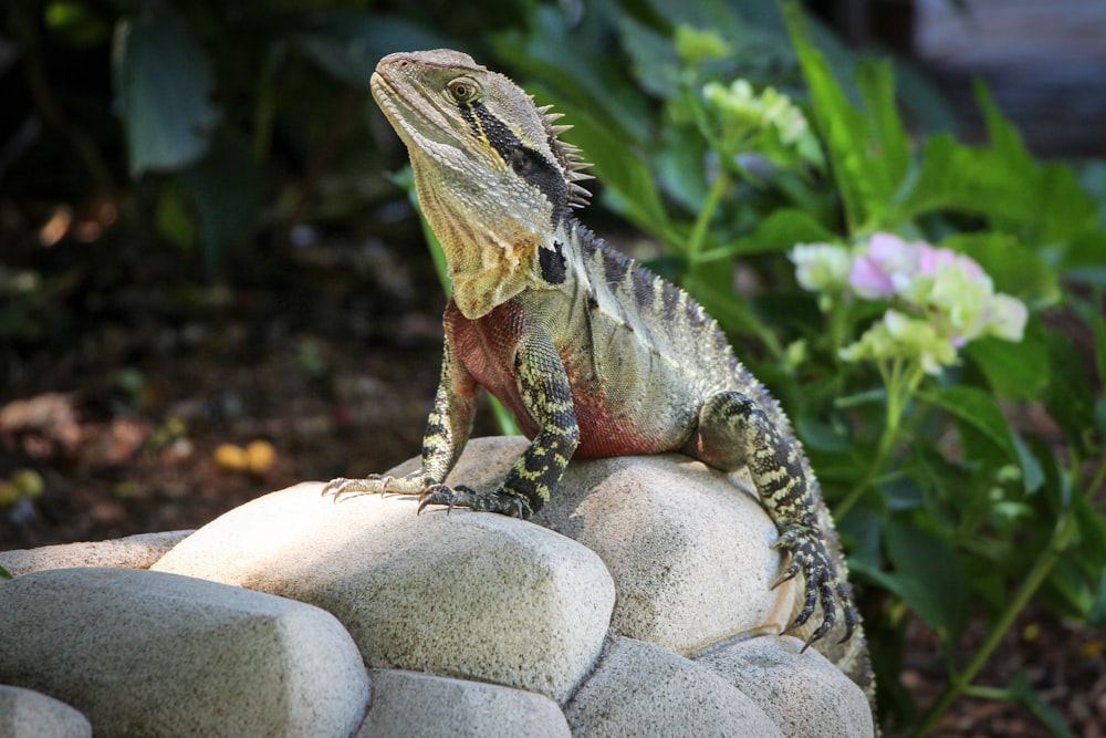 lizard on rocks near purple petaled flower at daytime