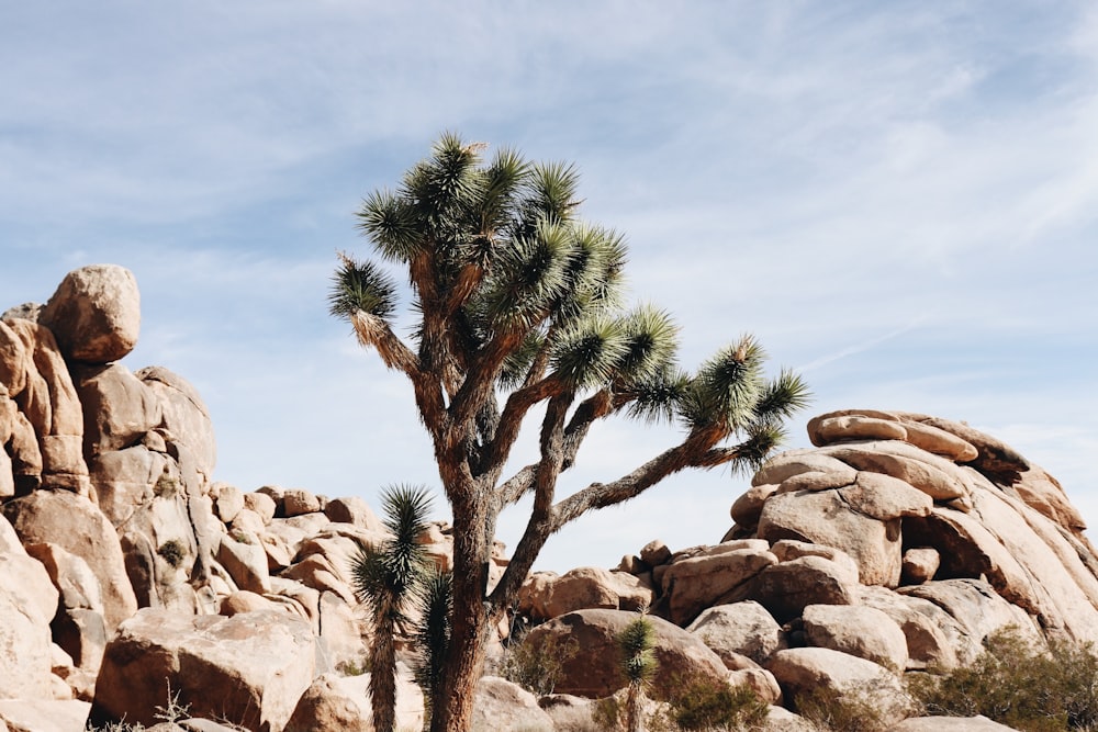 brown and green tree near rock formation under cloudy sky at daytime