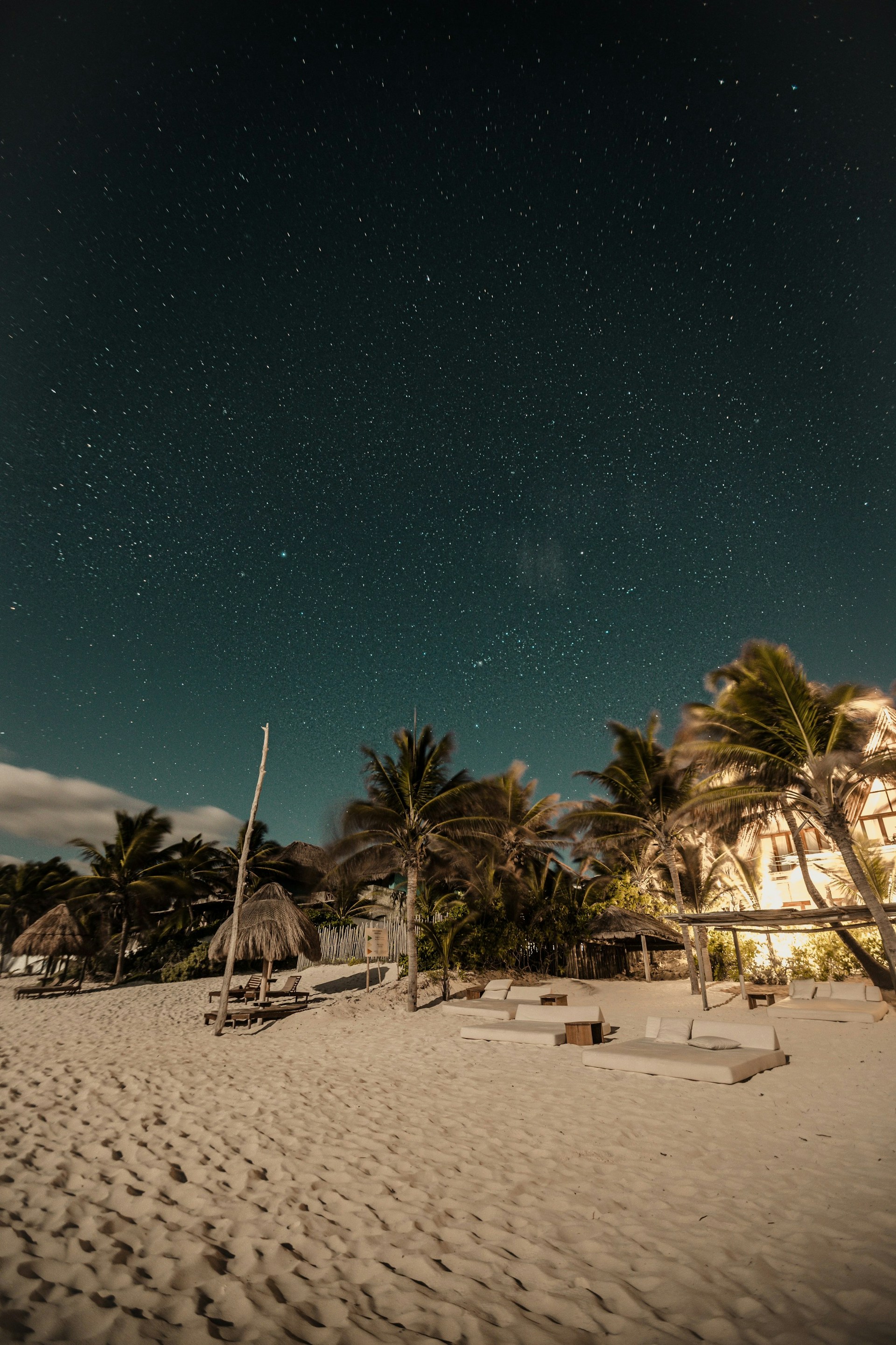 seashore and palm trees under starry sky