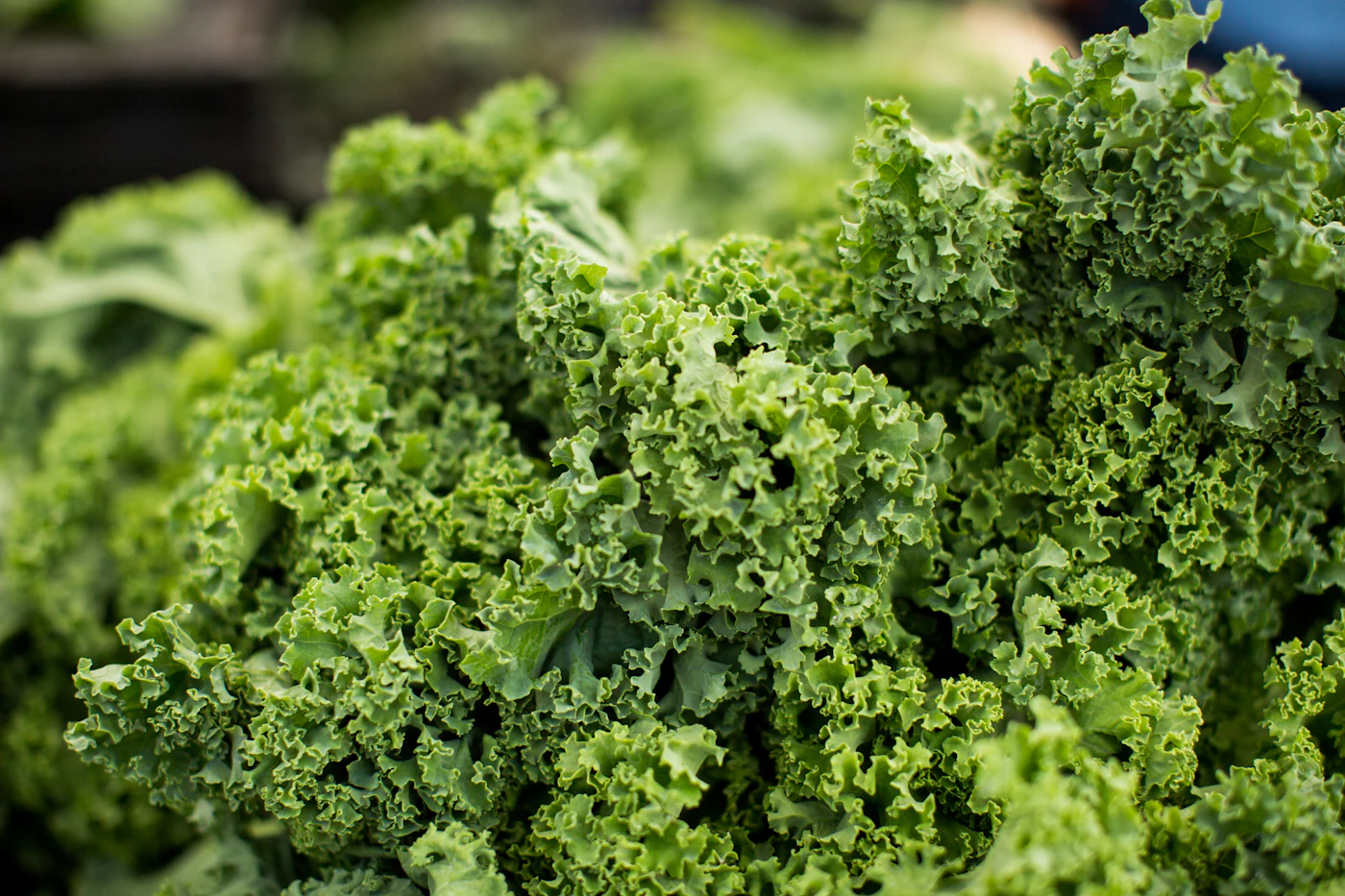 Rows of leafy kale in a garden