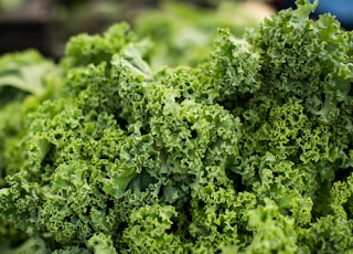 macro shot photography of lettuce